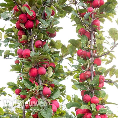 Apple Appletini