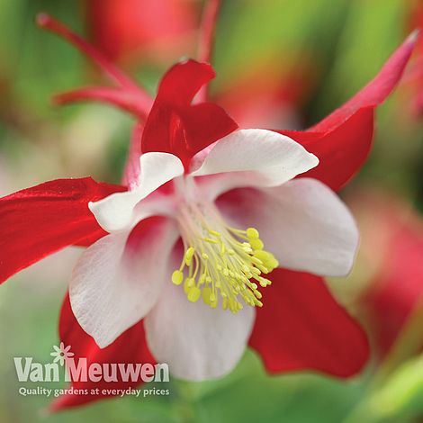 Aquilegia 'Red Dream'