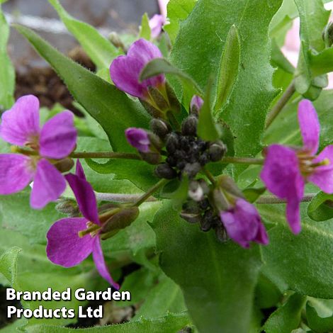 Arabis caucasica 'Rosea'