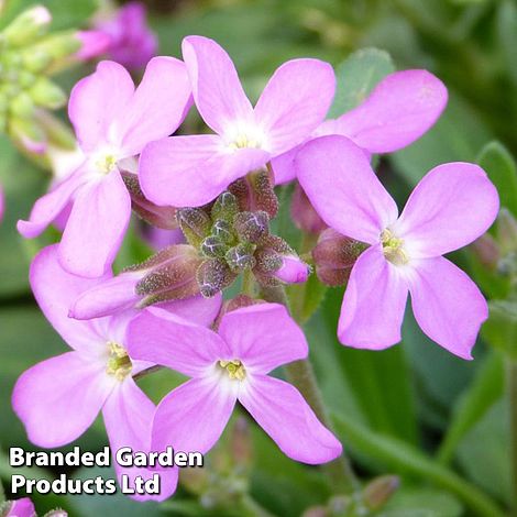 Arabis blepharophylla 'Spring Charm'