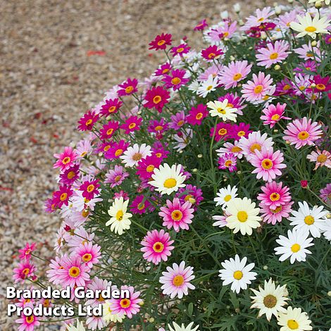 Argyranthemum Aramis Collection