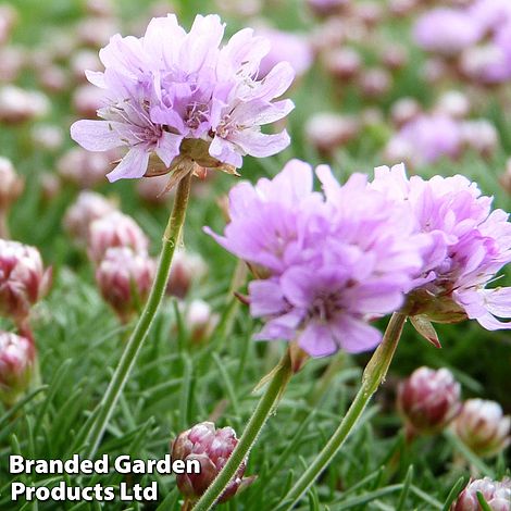 Armeria caespitosa