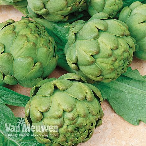 Artichoke 'Imperial Star'