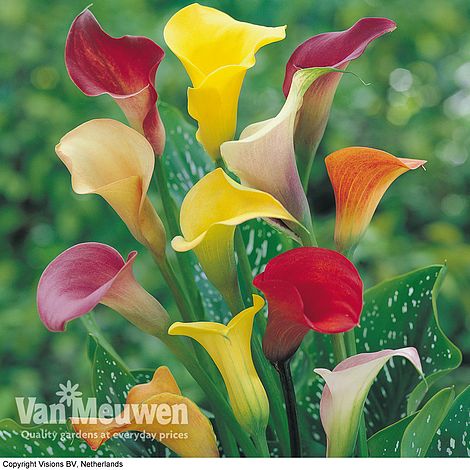 Calla Lily 'Spectrum Mix'