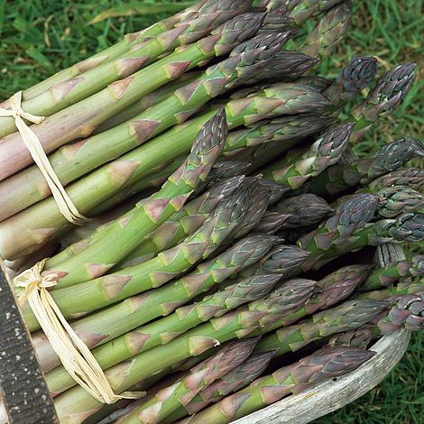 Asparagus officinalis 'Martha Washington'