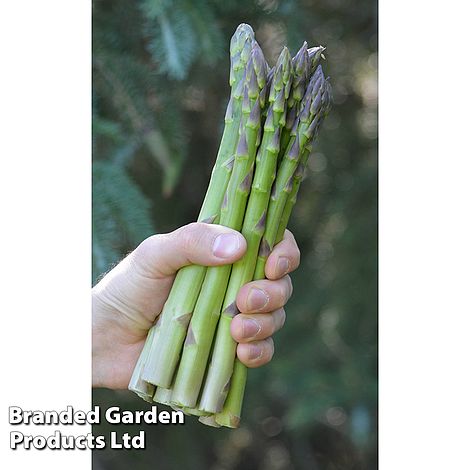 Asparagus 'Guelph Equinox'