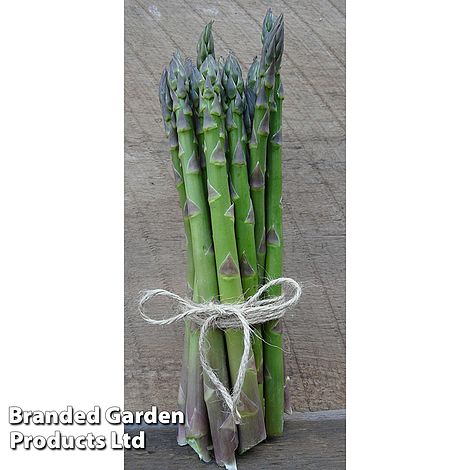 Asparagus 'Guelph Eclipse'