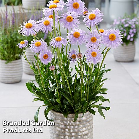 Aster 'Berggarten'