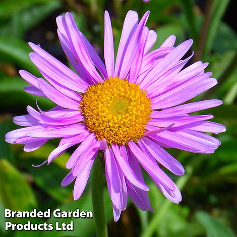 Aster alpinus 'Happy End'