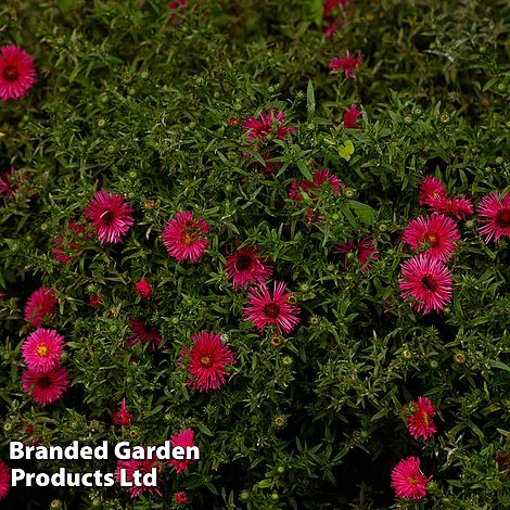 Aster novi-belgii 'Jenny'