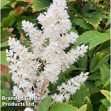 Astilbe 'Astary White'