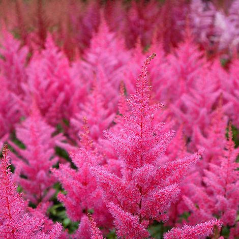 Astilbe japonica 'Elisabeth van Veen'