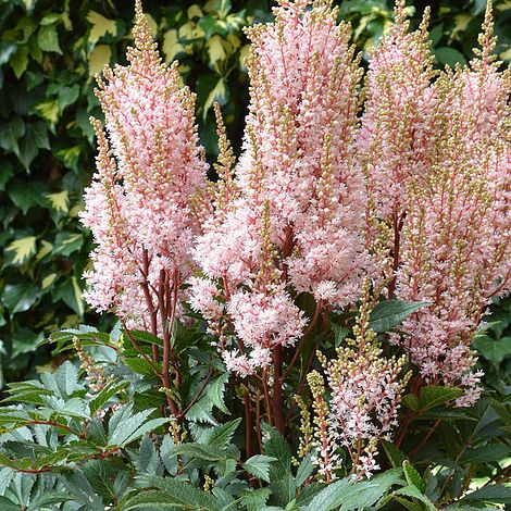 Astilbe x arendsii 'Look at Me'