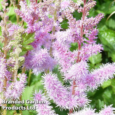 Astilbe chinensis var. pumilla