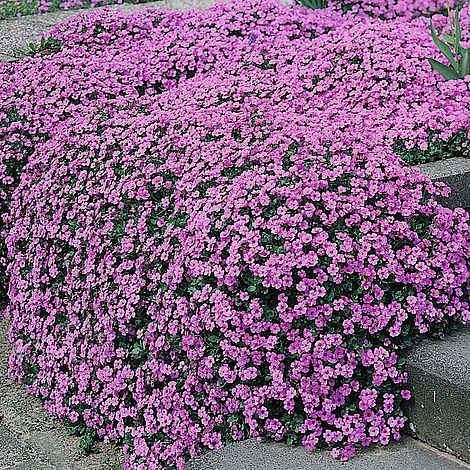 Aubrieta 'Purple Cascade' F1 Hybrid