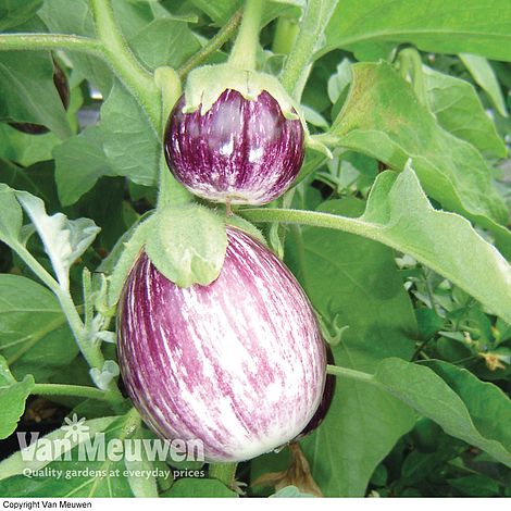 Aubergine 'Pinstripe' F1 Hybrid - Kew Collection Seeds