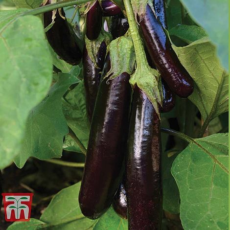 Aubergine 'Hansel' F1 Hybrid