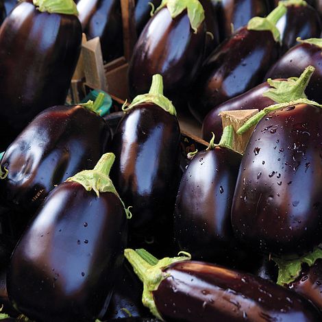 Aubergine 'Bonica' F1 Hybrid