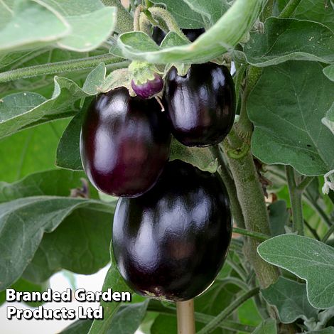 Aubergine 'Jackpot'