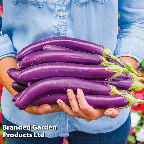 Aubergine 'Violet Knight' F1