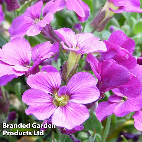 Aubretia gracilis 'Kitte Rose Red'