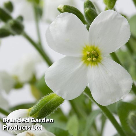 Aubretia gracilis 'Kitte White'