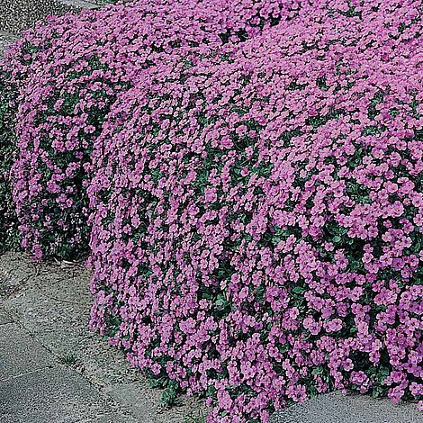 Aubrieta cultorum 'Cascade Purple'