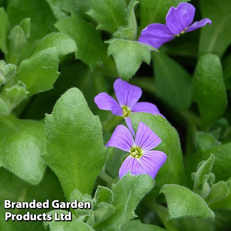 Aubretia cultorum 'Cascade Blue'