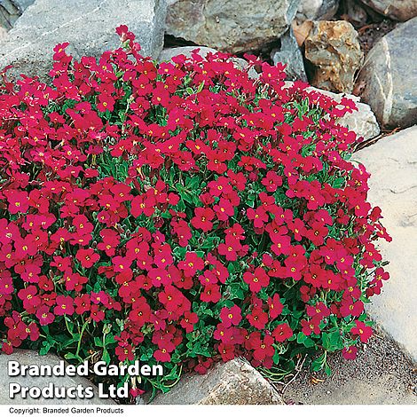 Aubretia cultorum 'Cascade Red'