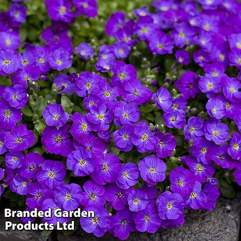 Aubrieta 'Gracea'