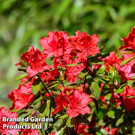 Azalea 'Knaphill Red'