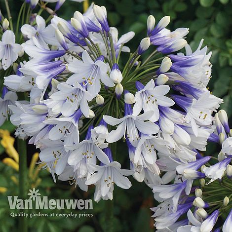 Agapanthus 'Twister'