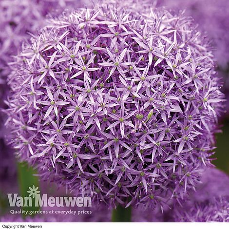 Allium 'Globemaster'