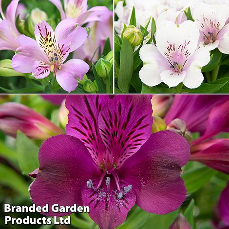 Alstroemeria inticancha 'Purple Passion Collection'