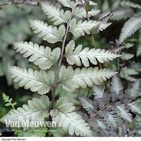 Athyrium niponicum var. pictum 'Ghost'