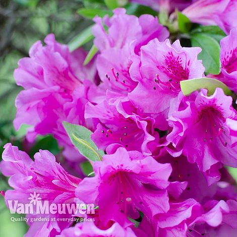 Azalea 'Dwarf Lilac'