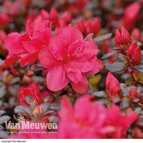 Azalea 'Dwarf Red'