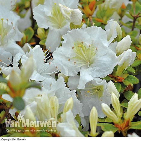 Azalea 'Dwarf White'