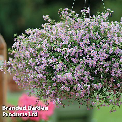 Bacopa 'Blutopia'