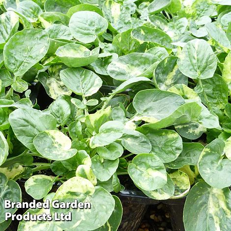 Barbarea vulgaris 'Variegated Winter Cream'