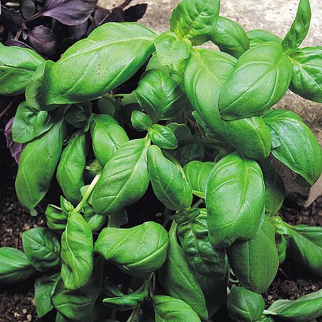 Basil 'Sweet Green' (Start-A-Garden™ Range)