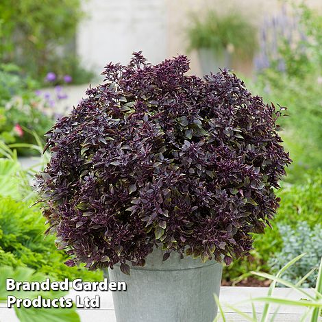 Basil 'Purple Ball'