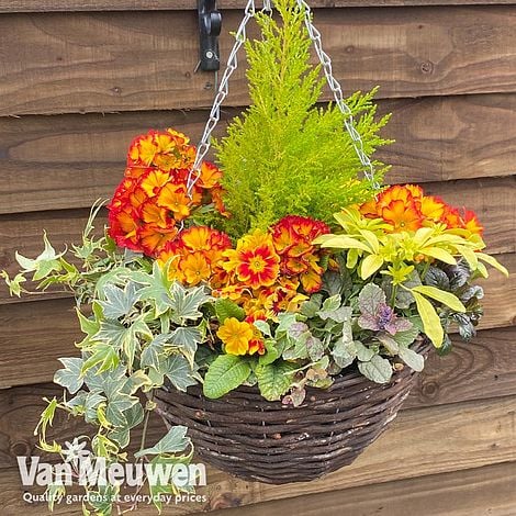 Autumn Sunset Mix (Pre-Planted Basket)