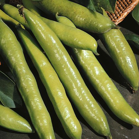 Broad Bean 'Aquadulce Claudia'