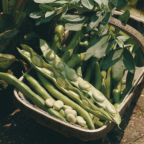 Broad Bean 'Bunyard's Exhibition'