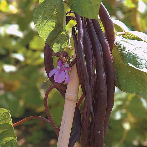 Climbing Bean 'Blauhilde'