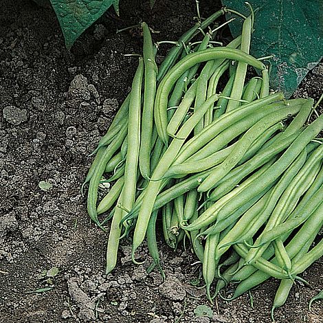 Dwarf Bean 'Nomad'