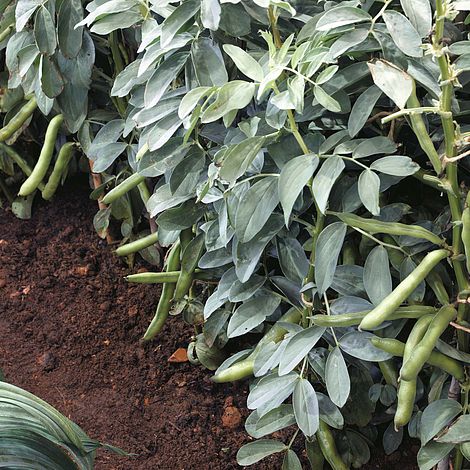 Broad Bean 'Witkiem'