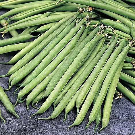 Dwarf Bean 'Opera'