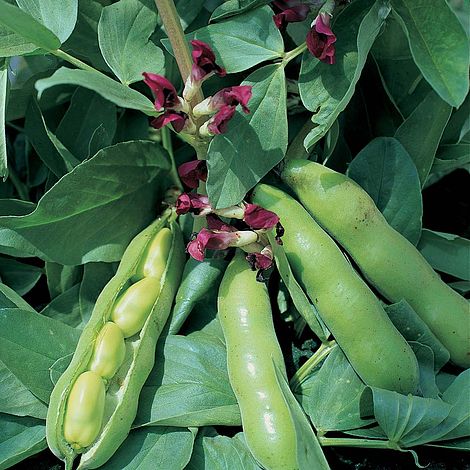 Broad Bean 'Crimson Flowered'